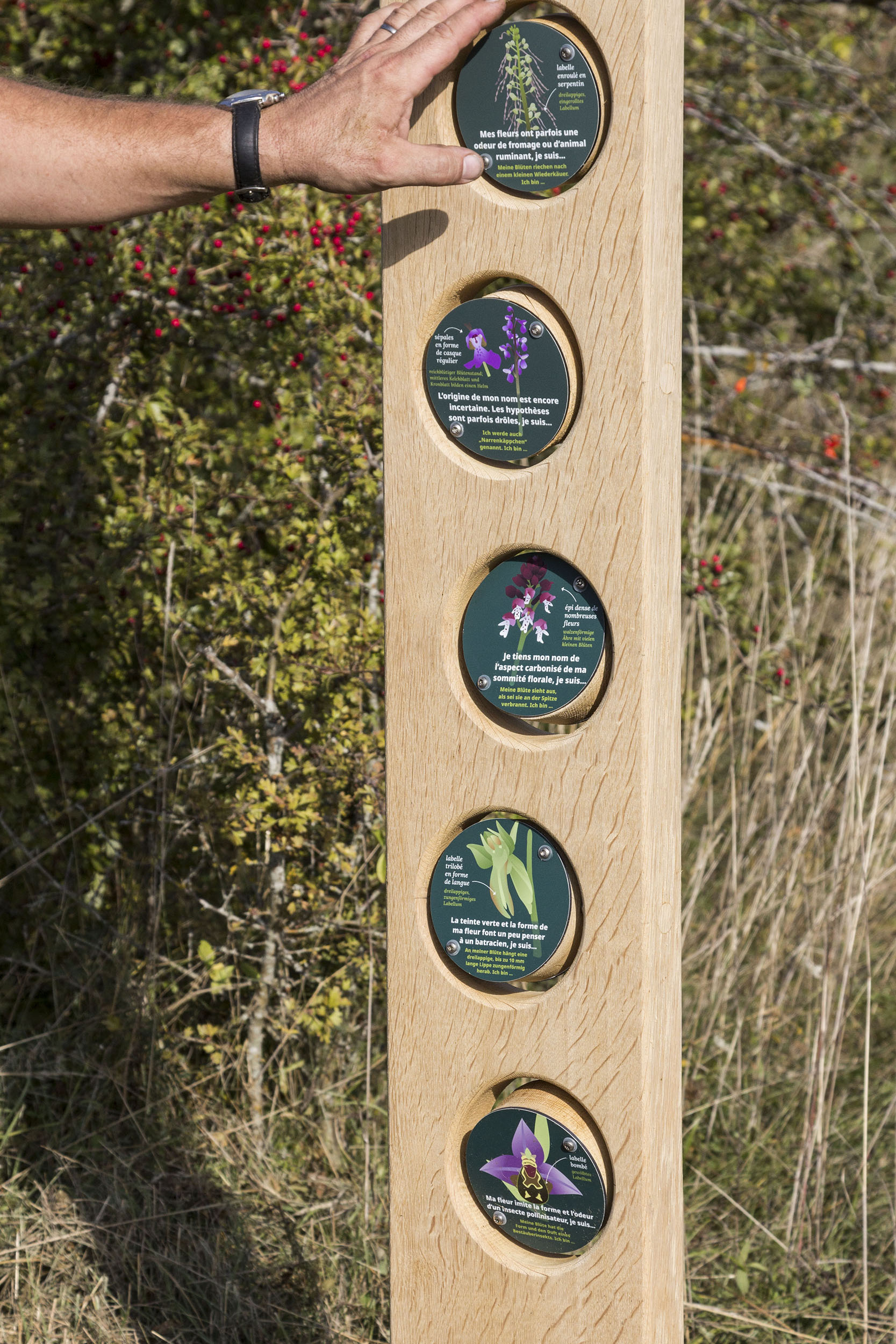 Gros plan sur une main qui fait tourner une manipe (jeu pédagogique) : totem ludique sur le thème des orchidées sauvages d'Obergailbach.