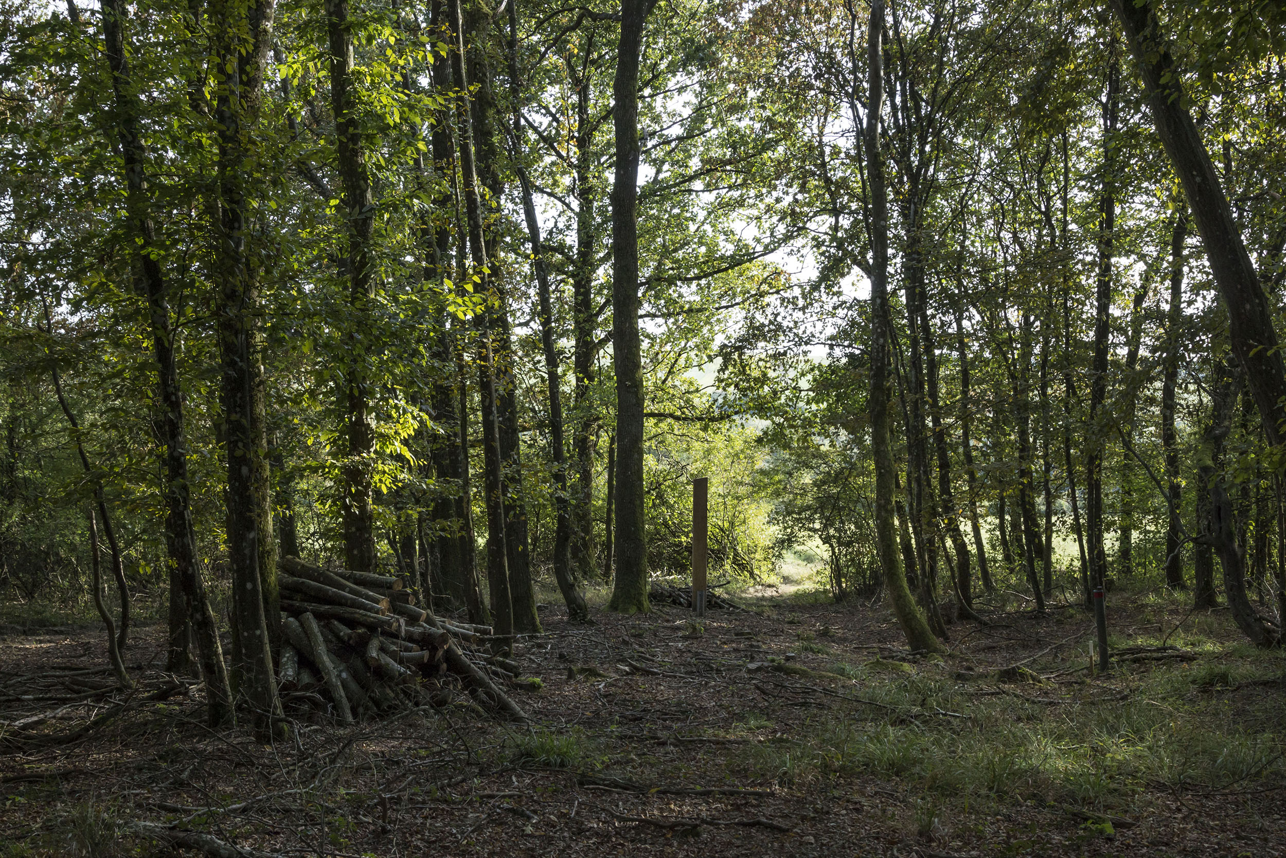 Plan large au grand angle, dans la forêt de hêtres, avec un au centre un totem pédagogique discret qui se fond dans le décor.