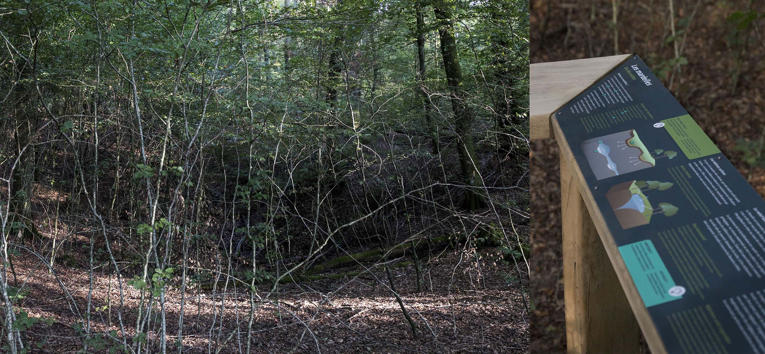 A gauche une mardelle c'est-à-dire un creux dans le terrain, en plein coeur de la forêt. A droite un aperçu du panneau pédagogique expliquant le phénomène géologique de la mardelle.