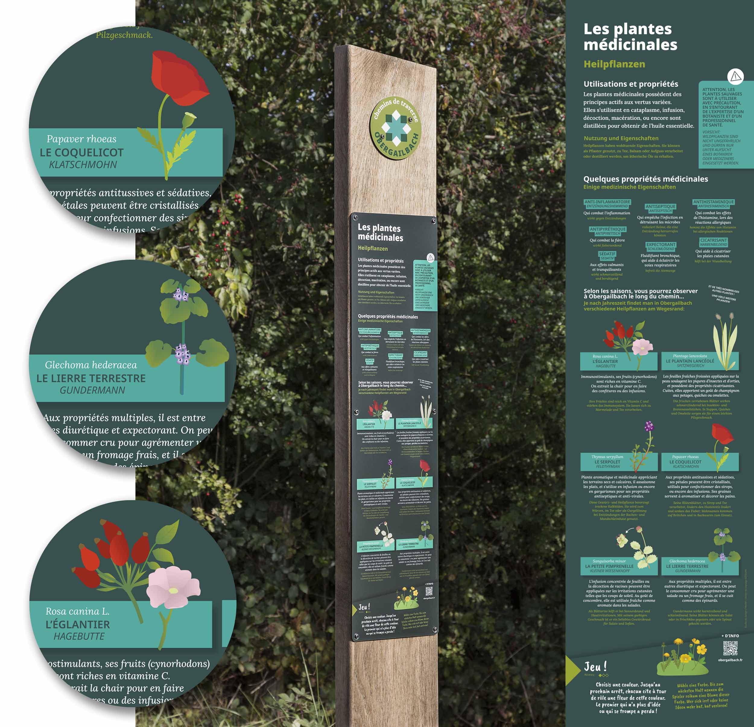 Zoom sur les illustrations de coquelicot, lierre terrestre, églantier, parmi le totem pédagogique sur le thème des plantes médicinales.