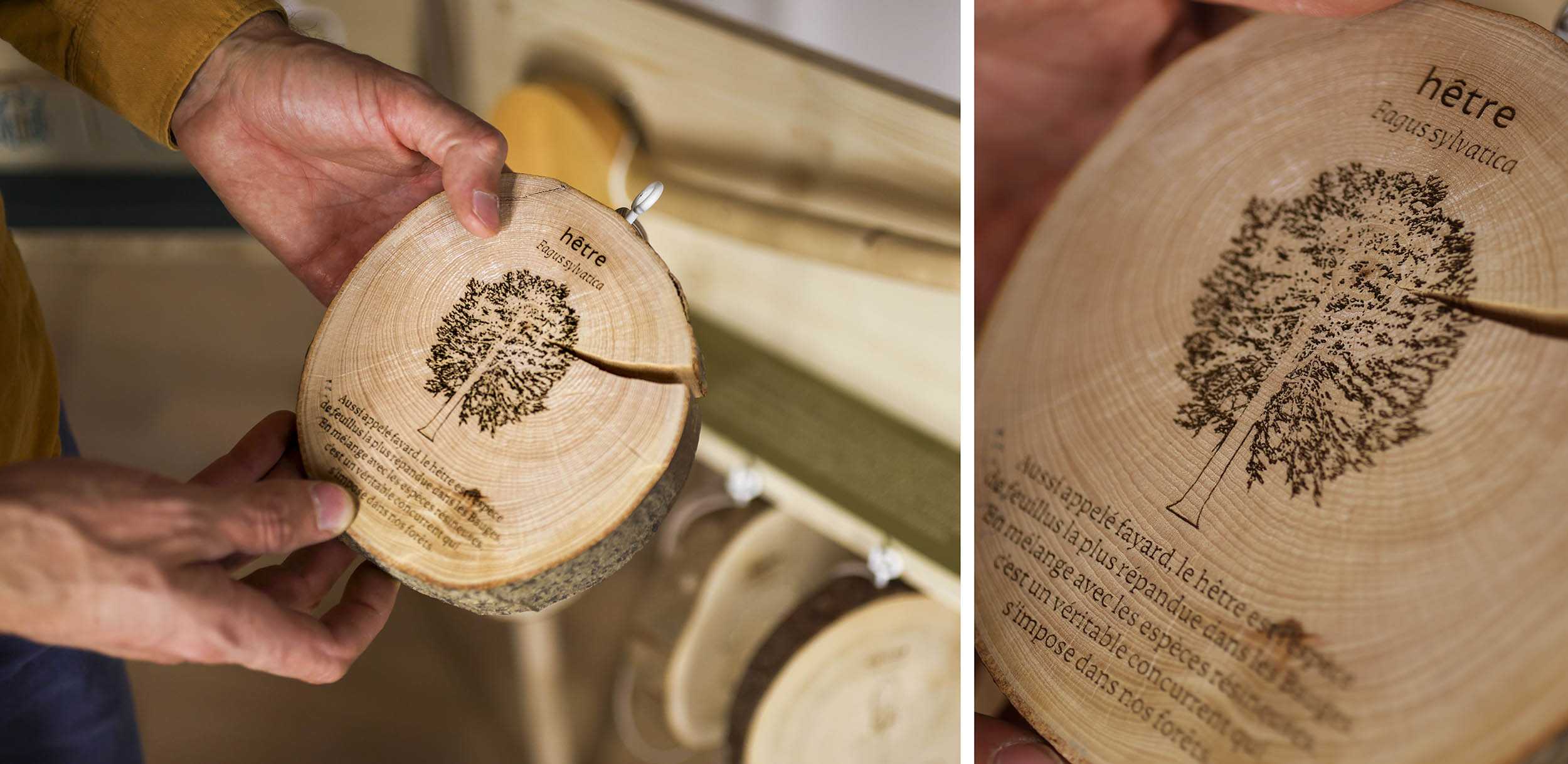 Une main tient une rondelle de tronc d'arbre sur laquelle est gravée l'essence de bois concernée (le hêtre) ainsi qu'un court texte de présentation.
